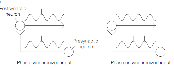 1719_Brain oscillations 1.png